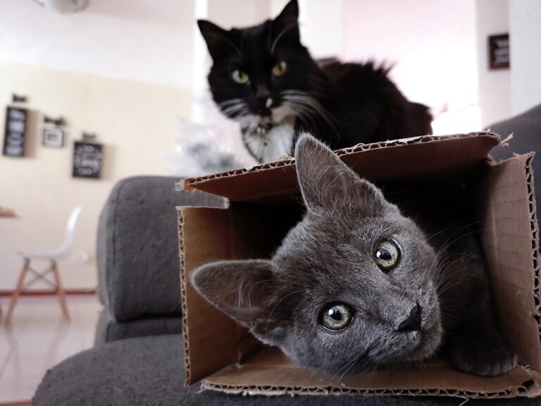 ¿Por qué a los gatos les encantan las cajas?