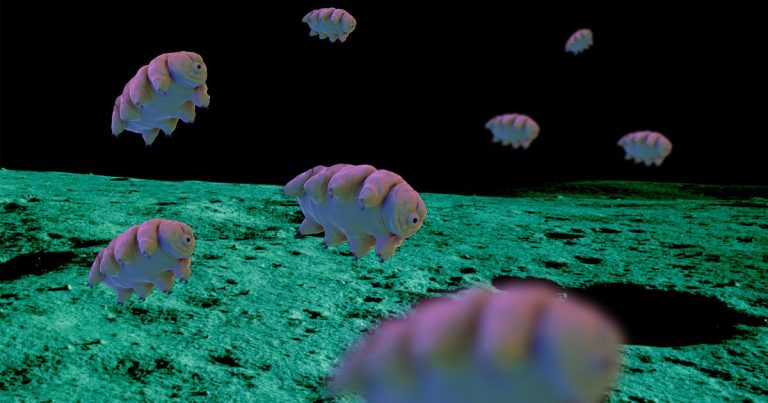 Los tardígrados sobreviven a impactos más rápidos que los de una bala