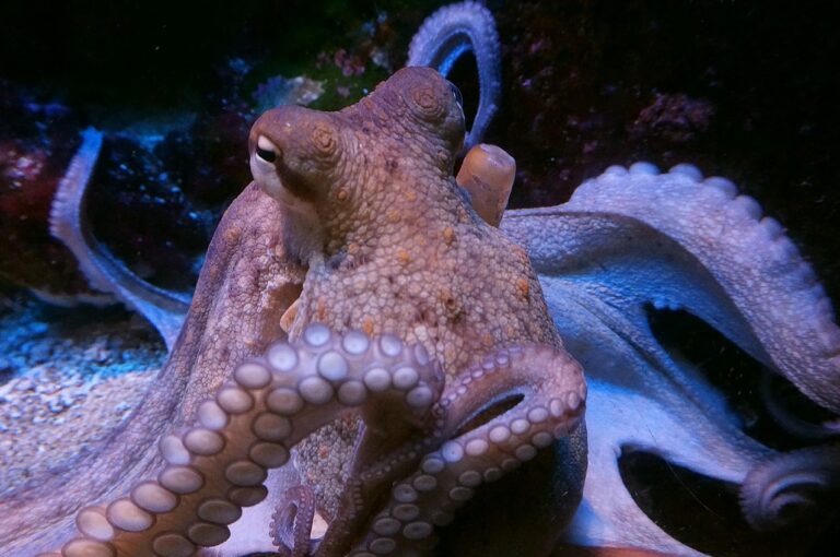 Finalmente sabemos cómo es que los pulpos pueden saborear con sus tentáculos