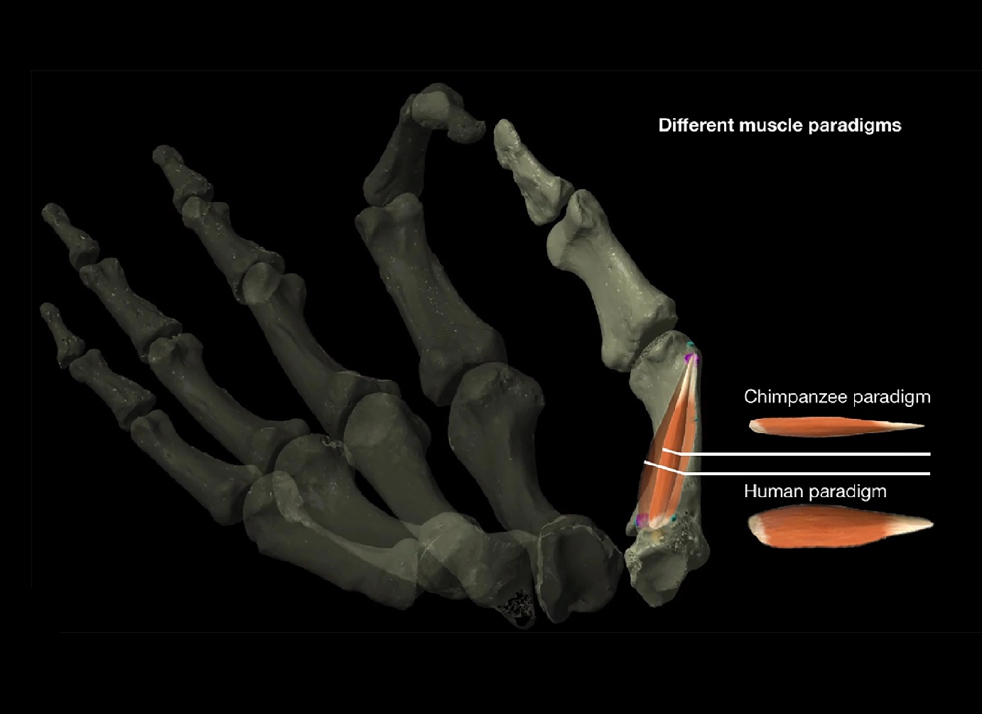 Los antiguos humanos elaboraron herramientas de piedra antes de tener pulgares oponibles