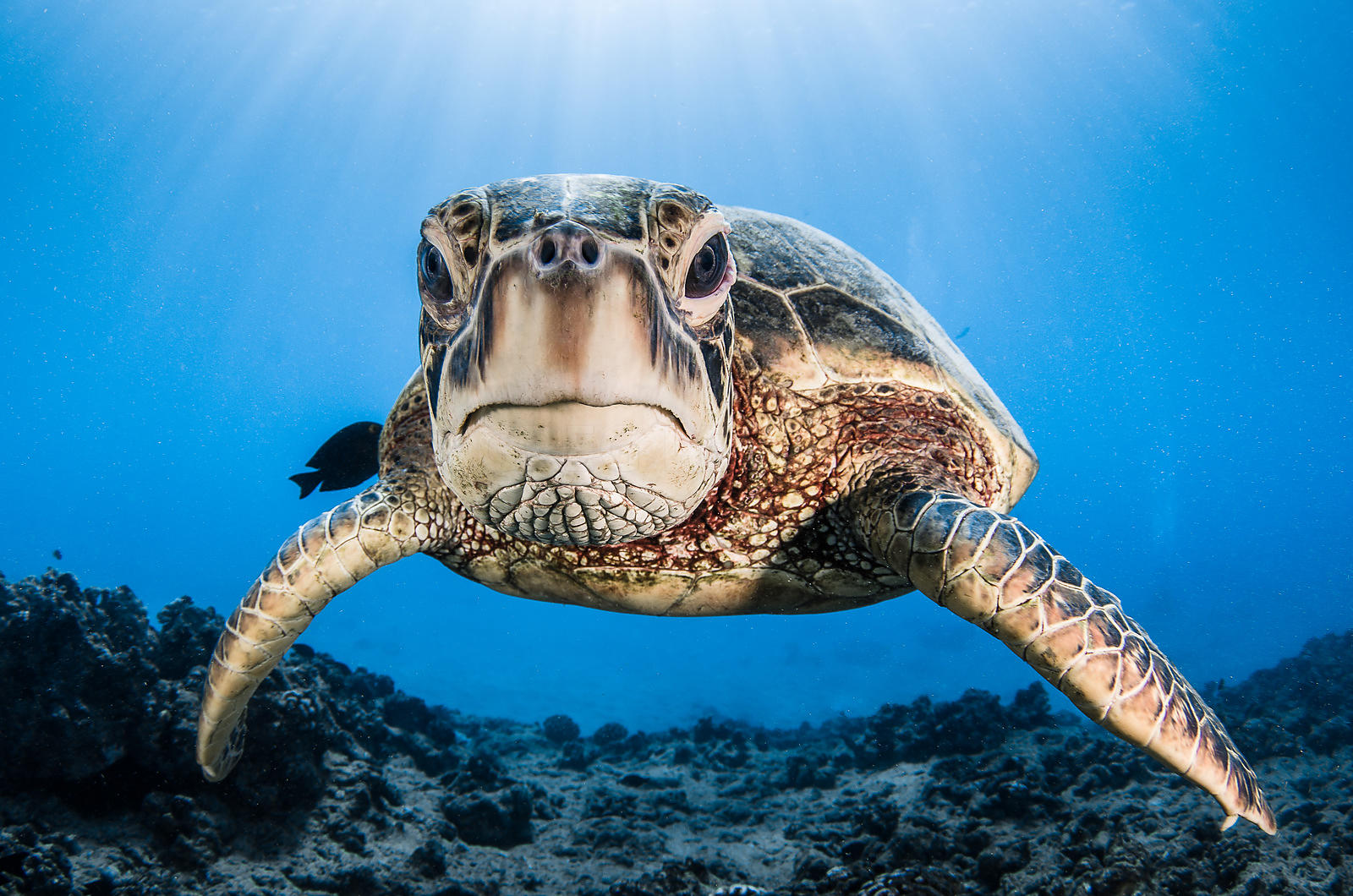 Datos de la tortuga verde que te sorprenderán