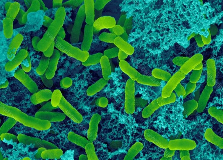 Estas bacterias podrían estar usando efectos cuánticos para sobrevivir