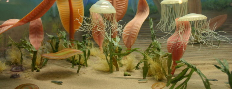 Los humanos somos sorprendentemente similares a las criaturas de hace 550 millones de años