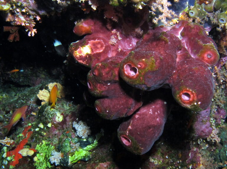 Las esponjas habrían sido los primeros animales del mundo