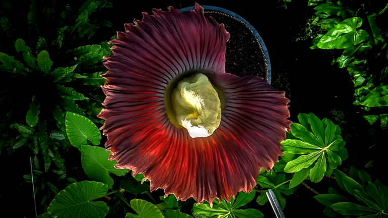 Conoce a las plantas más extrañas del mundo