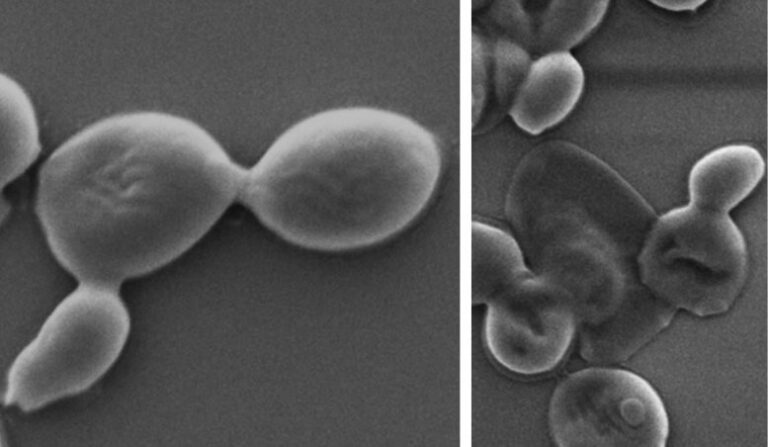Nuevo nano-material destruye superbacterias y hongos peligrosos sin dañar células humanas