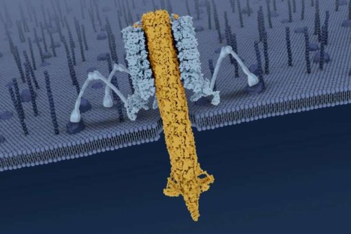 Científicos estudian “misiles bacterianos autoguiados” para combatir enfermedades