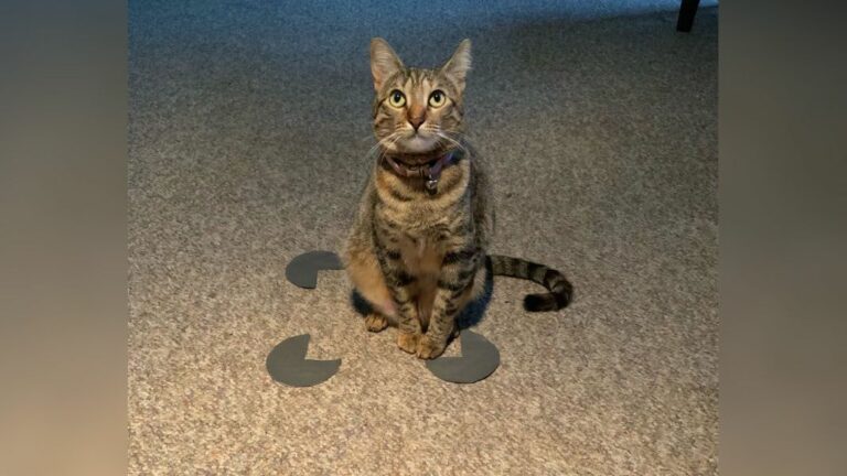 Los gatos aman las cajas incluso si son una ilusión óptica