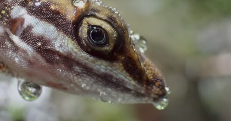 Lagartos han aprendido a respirar bajo el agua usando burbujas para huir de depredadores