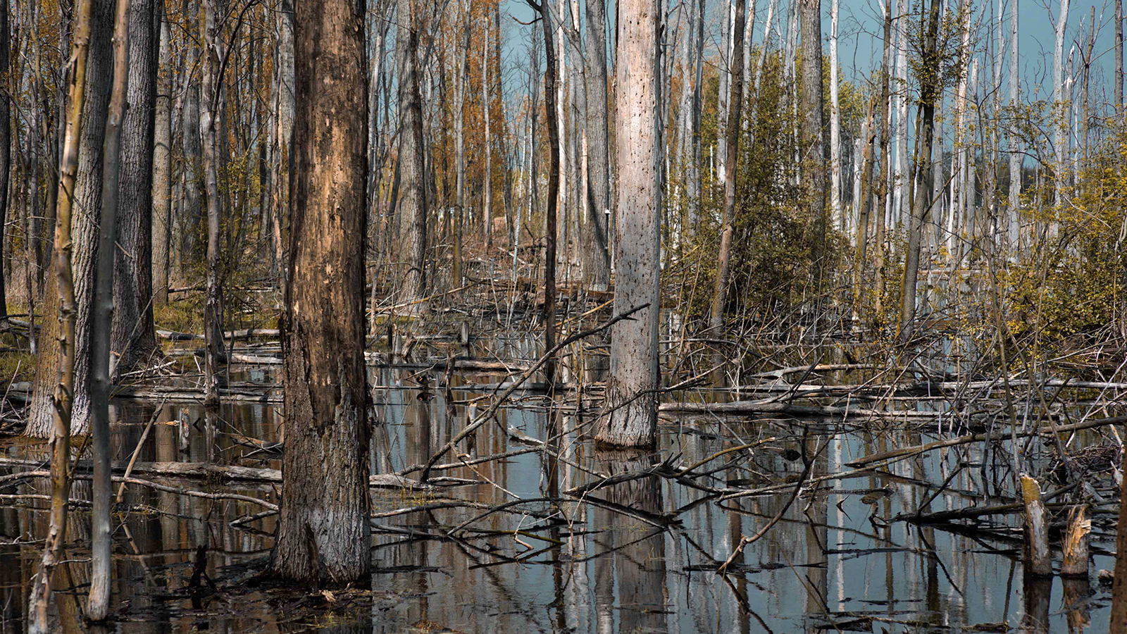 Científico acuña término «pedos de árboles» para referirse a emisiones de gases de los bosques fantasmas