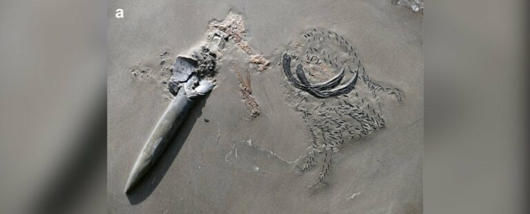 Un depredador se convierte en presa y el momento queda fosilizado desde el Jurásico