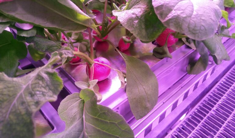 Invernadero antártico da pistas de lo que sería la agricultura lunar y marciana