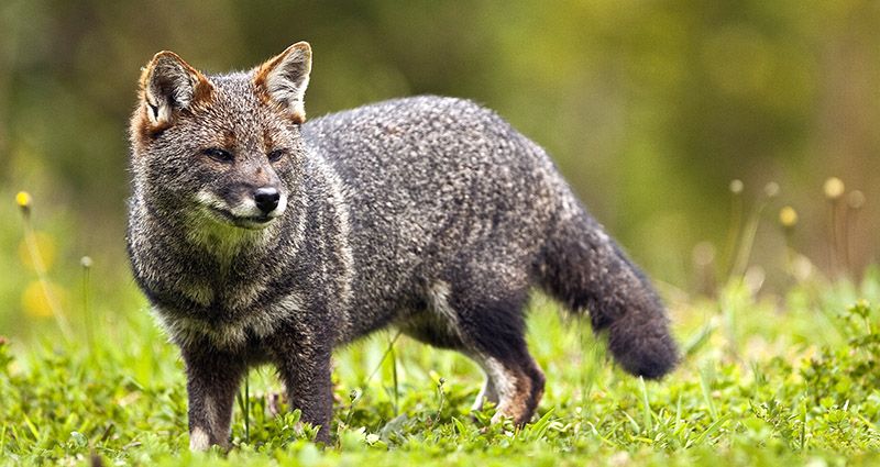 El zorro de Darwin que se encamina a la desaparición