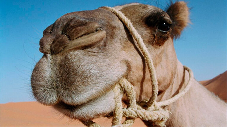 Gracias a este secreto los camellos pueden sobrevivir semanas sin beber agua