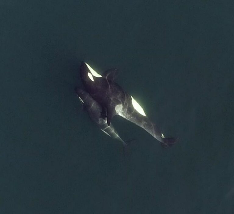 Las estructuras sociales de las orcas son tan complejas que hasta incluyen «amigos cercanos»