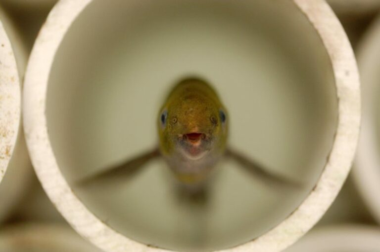 Peces eléctricos maestros de la oratoria hacen pausas en su discurso antes de decir algo importante