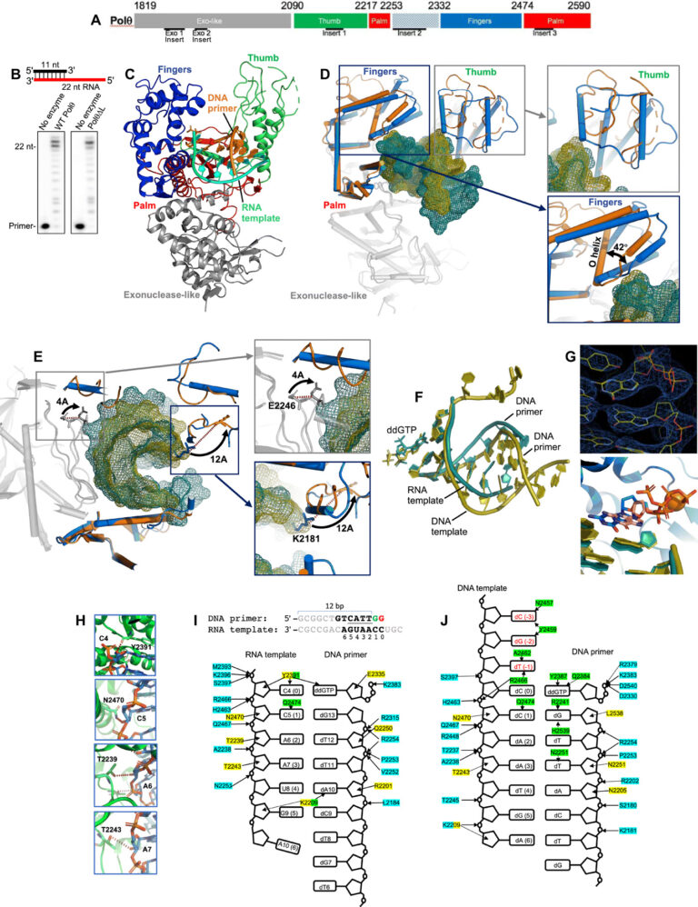 Estudio revela que las células de mamíferos poseen una herramienta para convertir ARN en ADN