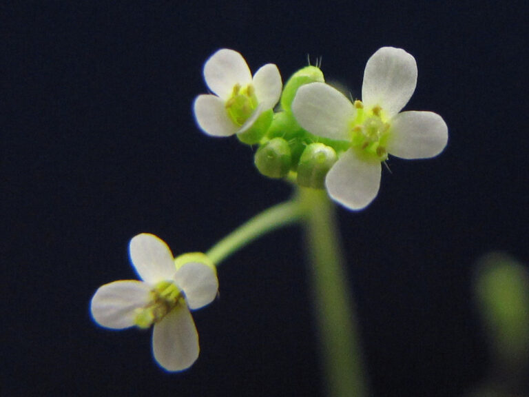 Científicos descubren una estructura completamente nueva en la anatomía de una planta