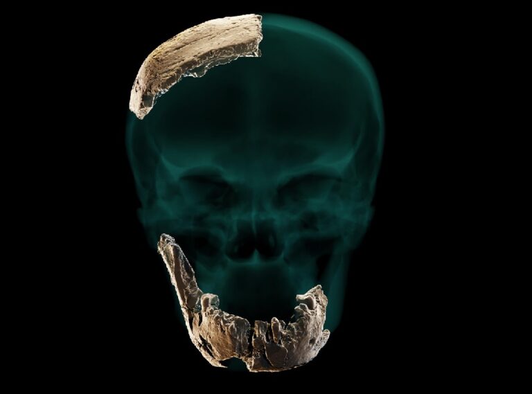 Paleontólogos descubren un antiguo tipo de humano previamente desconocido