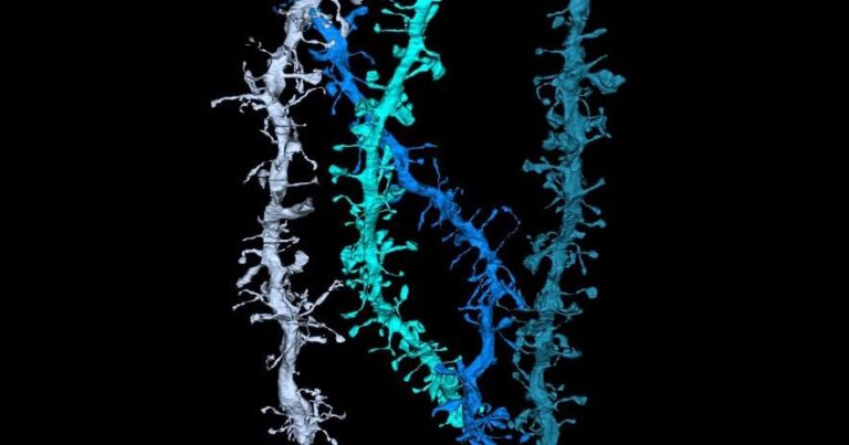 Científicos detectan una señal nunca antes vista en el cerebro humano