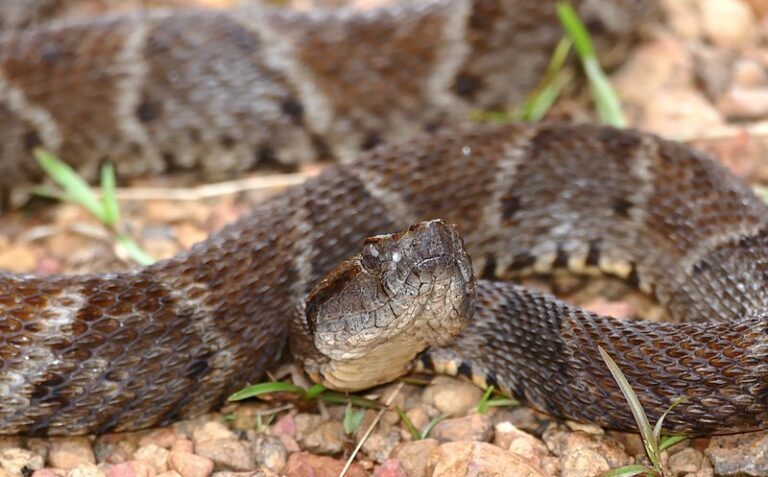 Este pegamento elaborado con veneno de serpiente detiene el sangrado de heridas en segundos