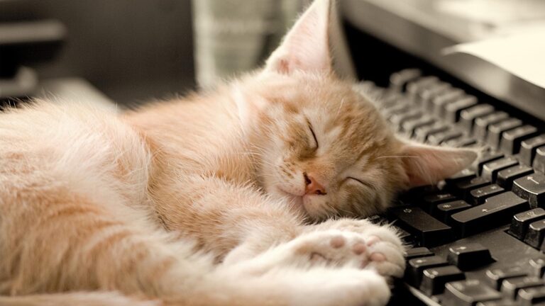La cuarentena habría convertido a los gatos en mascotas mucho más afectivas de lo que solían ser