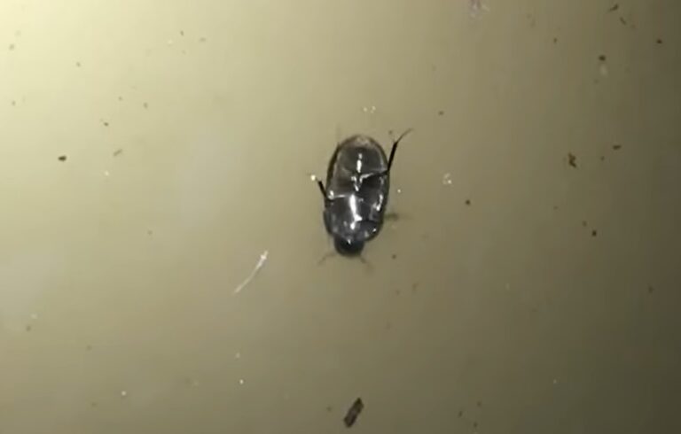 Este alucinante escarabajo puede caminar justo debajo de la superficie del agua [VIDEO]