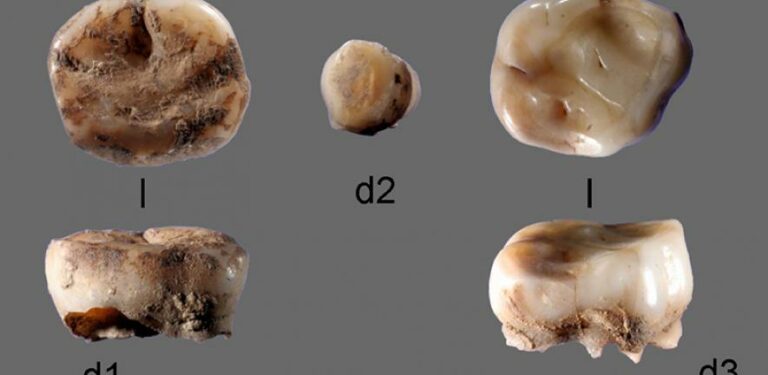 ADN encontrado en dientes sugiere que los adenovirus son más antiguos que el Homo sapiens