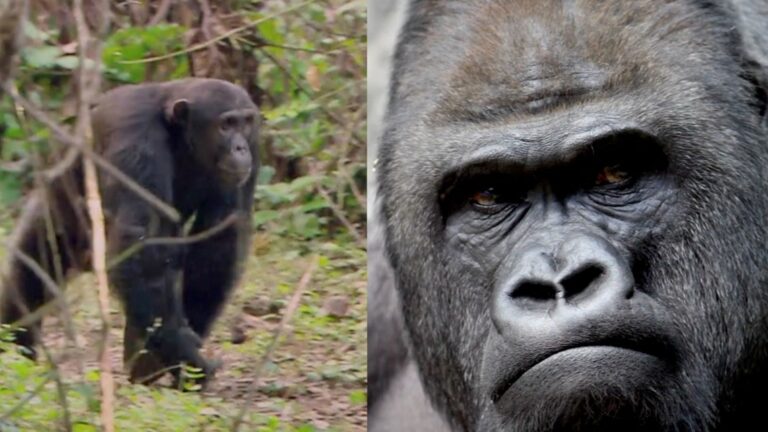 Se ha desatado una guerra entre chimpancés y gorilas en el Parque Nacional de Gabón