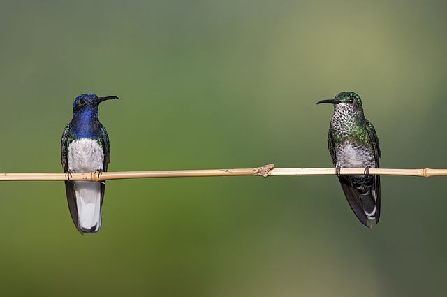 Las colibríes hembras adoptan los colores de los colibríes machos para evitar ser agredidas