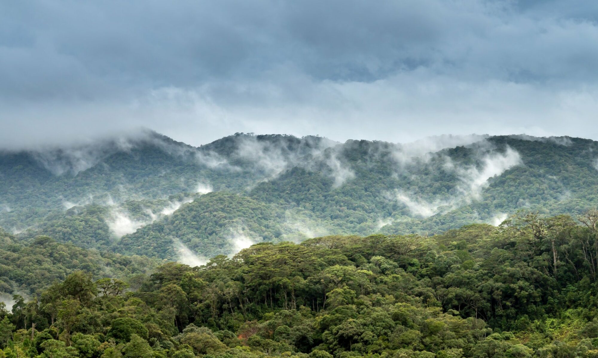 Sembrar bosques podría enfriar la atmósfera de la Tierra más de lo que se pensaba