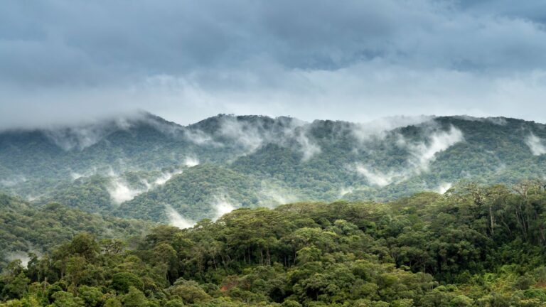 Sembrar bosques podría enfriar la atmósfera de la Tierra más de lo que se pensaba