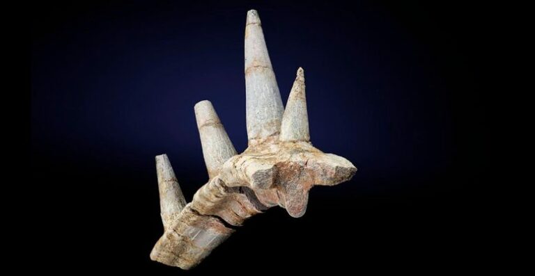 Paleontólogos identifican el fósil de un dinosaurio «sin precedentes» acorazado con un collar de púas