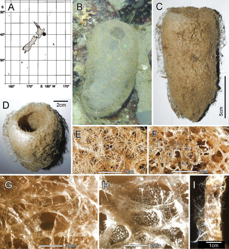 Biólogos descubren nuevas especies de esponjas marinas en las profundidades de Nueva Zelanda