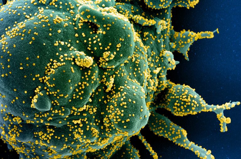 Una inteligencia artificial puede predecir los próximos virus que infectarán a humanos