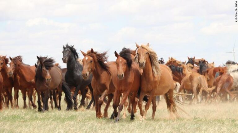 Arqueólogos identifican el origen genético y geográfico de los caballos domesticados modernos