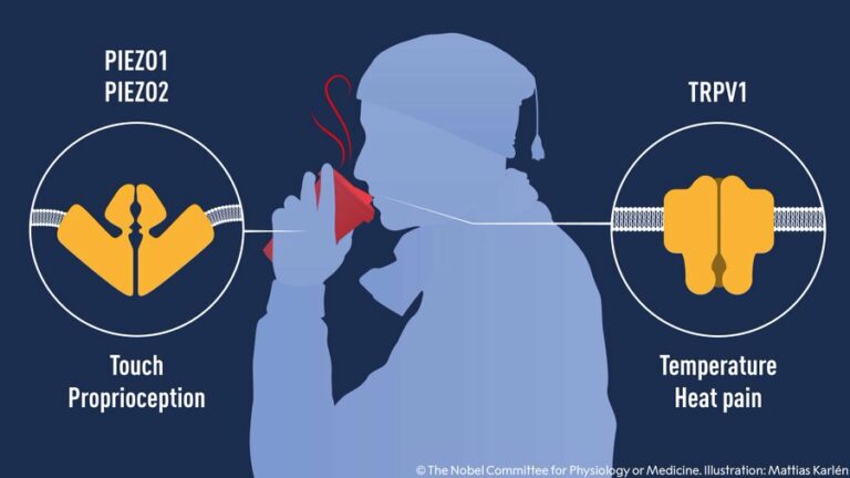 Premio Nobel de Medicina 2021: ¿Qué son los receptores para el tacto y la temperatura?