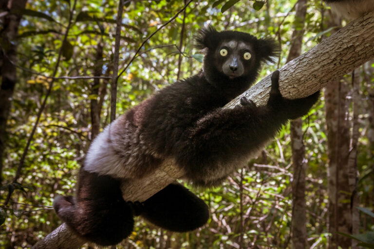Científicos identifican ritmos categóricos en el canto de una especie de lémur en peligro de extinción