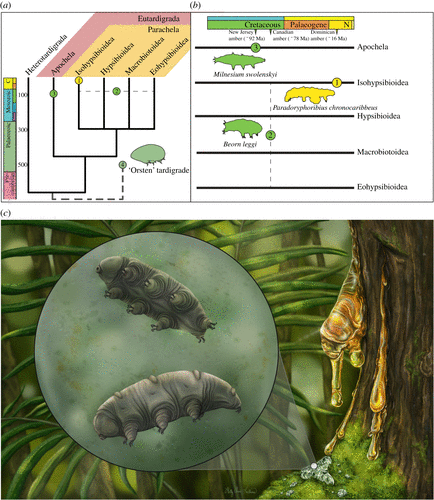 (Mapalo et al., Proc. R. Soc. B, 2021)