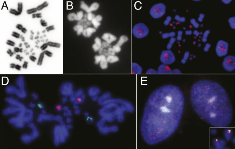 Cromosomas diminutos de peces y anfibios juegan un rol fundamental en nuestro genoma