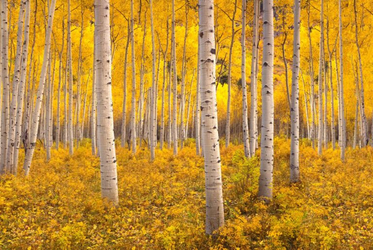 El organismo más grande del mundo se encuentra en riesgo de ser devorado por alces y ciervos