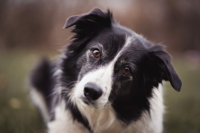 Ahora sabemos porqué los perros inclinan su cabeza mientras nos escuchan