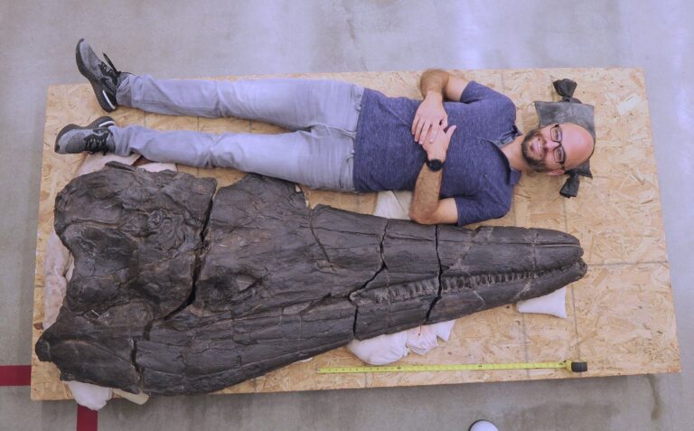 Cymbospondylus youngorum, el reptil marino de 17 metros que es una señal de resistencia