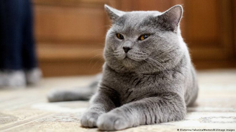 Con este cuestionario podrás identificar si tu gato es psicópata