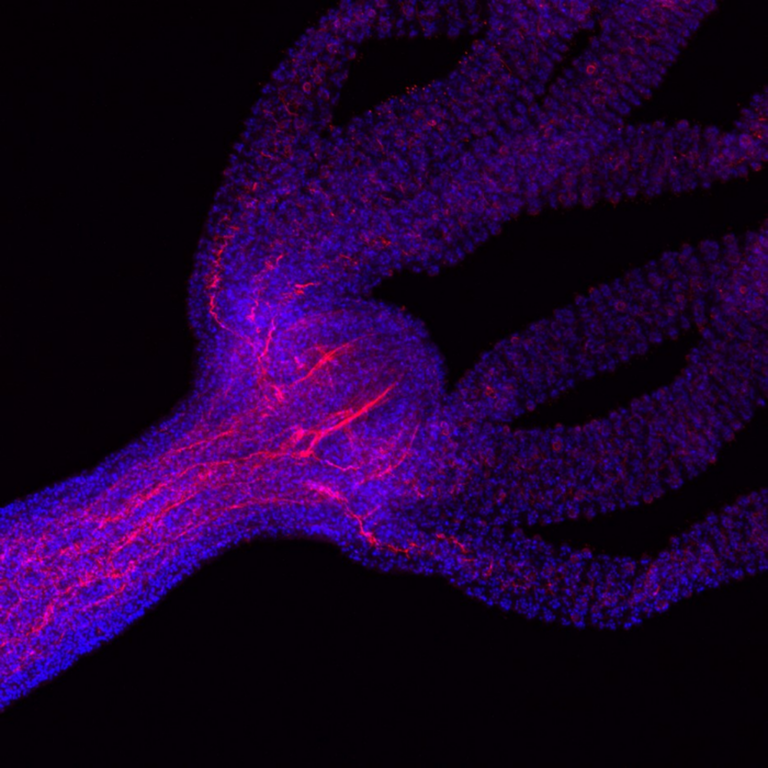 Identifican el mecanismo genético que permite a la Hydra regenerar su cabeza por completo