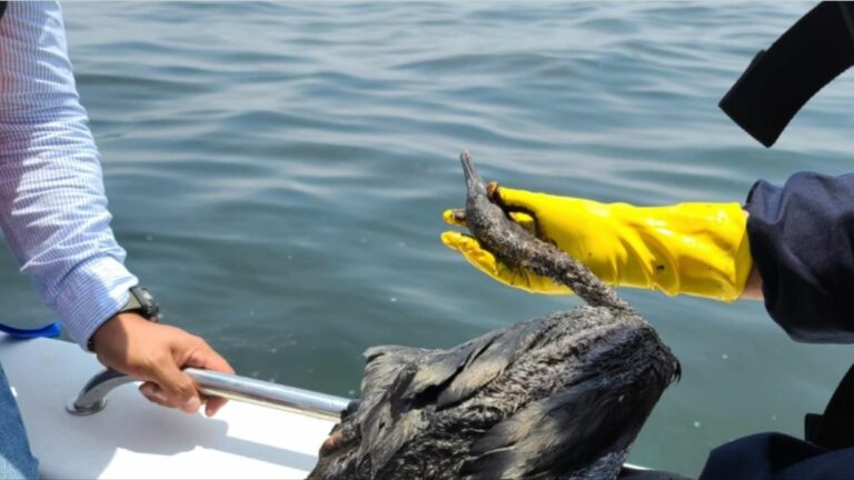 Especialistas y voluntarios luchan por salvar especies en peligro de extinción afectadas por el derrame de petróleo en Perú