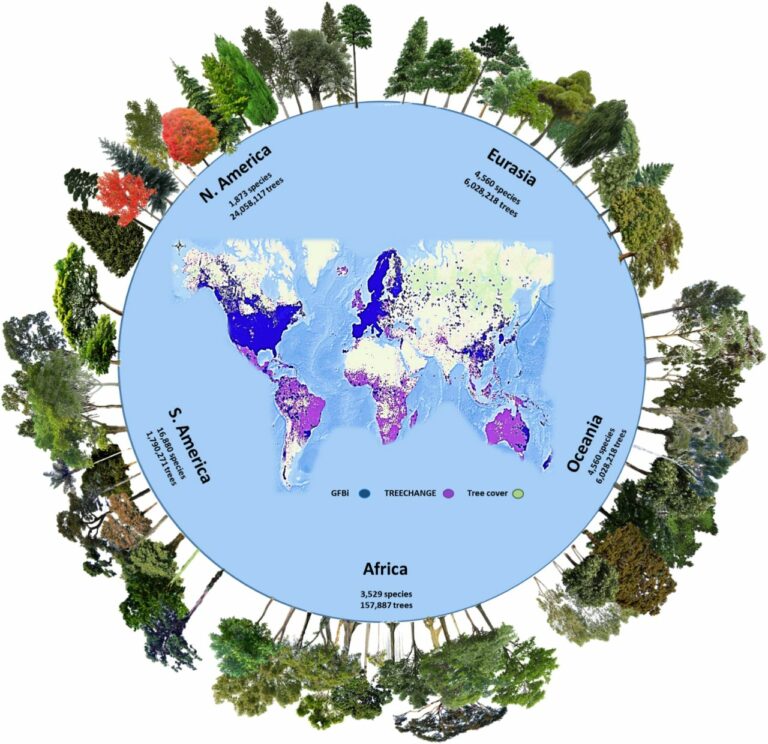 Existen más 9200 especies de árboles aún por descubrir, estima estudio único en su tipo