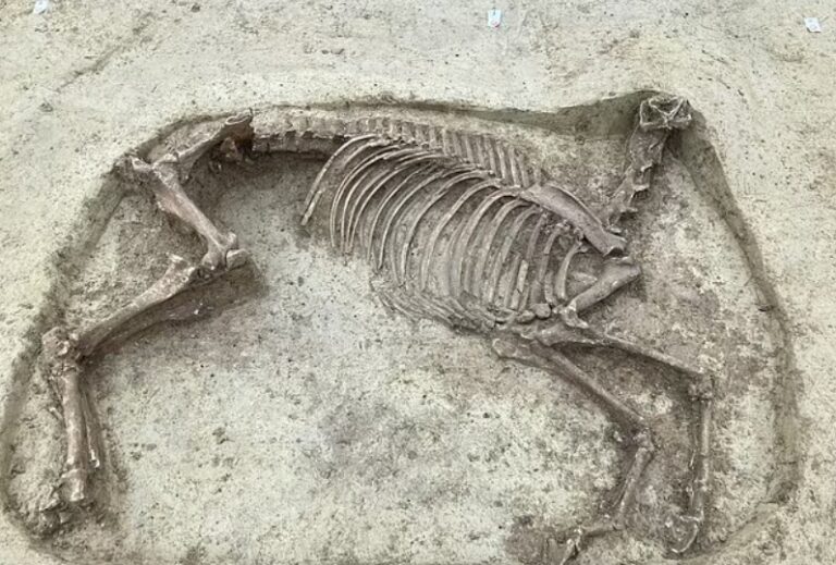 El caballo sin cabeza: ritual funerario pretendía que el caballo acompañe a su jinete en el más allá