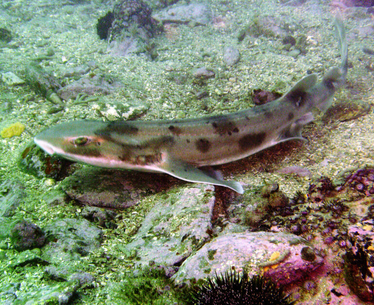Biólogos demuestran que lo que pensábamos sobre los tiburones estaba errado