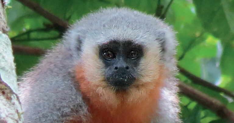 Las especies más vulnerables a la extinción tienen estos rasgos en común